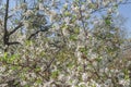 White Apple beautiful flowering apple tree blooming