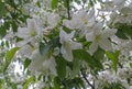 White apple blossom close-up Royalty Free Stock Photo
