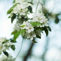 White Apple blossom close-up Royalty Free Stock Photo