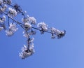 White Apple Blossom flowers Royalty Free Stock Photo