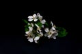 White apple blossom flowers isolated on a black background Royalty Free Stock Photo