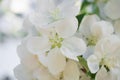 White apple blossom flowers in spring garden. Soft selective focus. Floral natural background Royalty Free Stock Photo