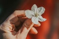 White apple blossom in hand. spring flowering of trees