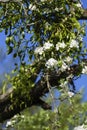 White apple blossom, and mistle in the tree, with blurred background Royalty Free Stock Photo