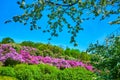 The white apple blossom and purple lilacs, Kyiv Botanical Garden, Ukraine Royalty Free Stock Photo