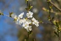White apple blossom on tree, with blurred background Royalty Free Stock Photo