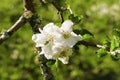 White apple blossom in the tree, with blurred background Royalty Free Stock Photo