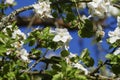 White apple blossom in the tree, with blurred background Royalty Free Stock Photo