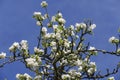 White apple blossom,  in the tree, with blurred background Royalty Free Stock Photo