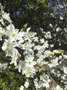 White apple blossom on tree, with blurred background Royalty Free Stock Photo