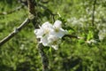 White apple blossom in the tree, with blurred background Royalty Free Stock Photo