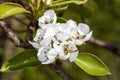White apple blossom Royalty Free Stock Photo