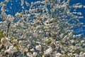 White apple blossom on a tree in spring, taken on a sunny day with a clear blue sky Royalty Free Stock Photo