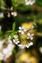 White apple blossoming branch