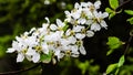 White apple blossoms and green leaves with visible details Royalty Free Stock Photo