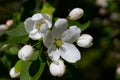 White apple blossoms in spring season