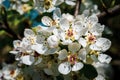 White apple blossoms with visible details Royalty Free Stock Photo