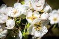 White apple blossoms with visible details Royalty Free Stock Photo