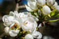White apple blossoms with visible details Royalty Free Stock Photo