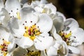 White apple blossoms with visible details Royalty Free Stock Photo