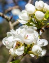 White apple blossoms with visible details Royalty Free Stock Photo