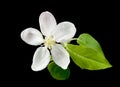 White apple flower