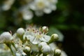 White apple flower macro Royalty Free Stock Photo