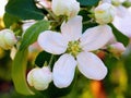 White apple flower at sunset close-up. Petals, pistils, stamens, buds and leaves. A blooming fruit tree in spring. An illustration Royalty Free Stock Photo