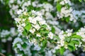 White Apple Flowers. Beautiful flowering apple trees. Background with blooming flowers in spring day. Blooming apple Royalty Free Stock Photo