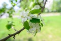 White Apple Flowers. Beautiful flowering apple trees. Background with blooming flowers in spring day. Blooming apple Royalty Free Stock Photo