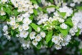 White Apple Flowers. Beautiful flowering apple trees. Background with blooming flowers in spring day. Blooming apple Royalty Free Stock Photo