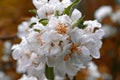 White Apple flowers. Branch of a flowering Apple tree after the rain on an orange background. Large drops of rain on the petals of Royalty Free Stock Photo