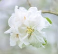 Beautiful white apple flowers close up Royalty Free Stock Photo