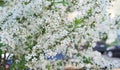 White apple flowers on fruit tree branches in sunny spring weather Royalty Free Stock Photo