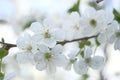 White apple flowers are plentiful on the branch