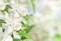 White apple tree blossom flowers blooming in spring. Beautiful floral spring abstract background of nature. Easter or Passover Royalty Free Stock Photo