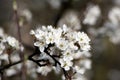 White apple tree blossom