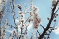 White apple tree blossoming branch Royalty Free Stock Photo