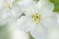 White Apple Tree Blossoms in Spring