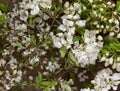 White Apple tree blossoms on wooden background as still life