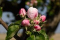 White apple tree flower Royalty Free Stock Photo