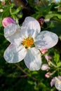 White apple tree flower with yellow stamens closeup, vertical photo, selective focus