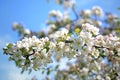 White Apple Tree Flowers Against Blue Sky Royalty Free Stock Photo