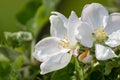 White apple tree flowers blossom on green branch Royalty Free Stock Photo