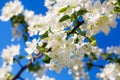 White apple tree flowers on blue sky blurred background close up, branch of beautiful blooming delicate cherry soft focus macro, Royalty Free Stock Photo