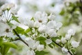 White apple tree flowers closeup. Blooming flowers in spring Royalty Free Stock Photo