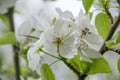 White apple tree flowers closeup. Blooming flowers in spring Royalty Free Stock Photo