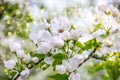 White apple tree flowers closeup. Blooming flowers in a sunny spring day background Royalty Free Stock Photo