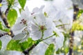 White apple tree flowers closeup. Blooming flowers in a sunny spring day background Royalty Free Stock Photo