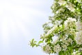 White apple tree flowers and green leaves on blue sky and sun beams background close up, blooming cherry branches on sunny day Royalty Free Stock Photo